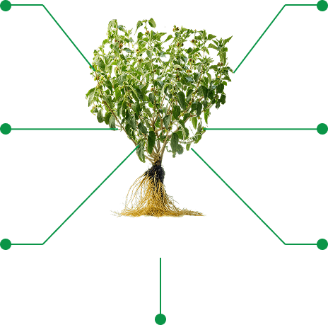 Ashwagandha